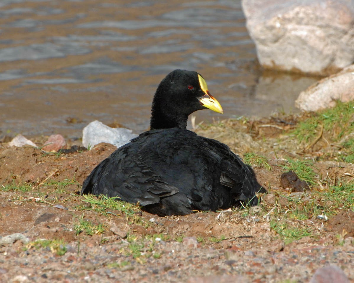 Red-gartered Coot - ML205704831
