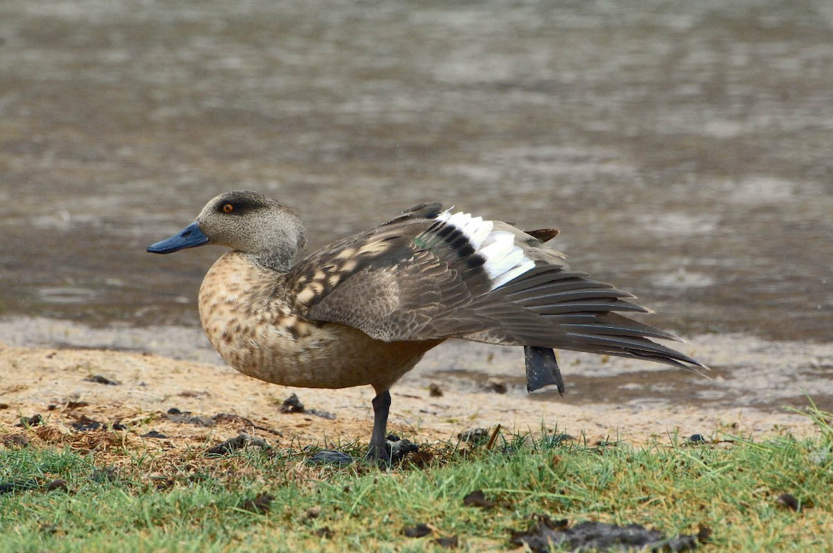 Crested Duck - ML205704951