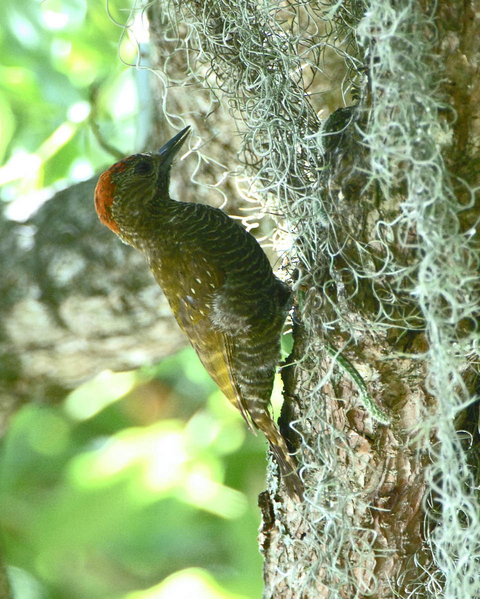Dot-fronted Woodpecker - ML205705031