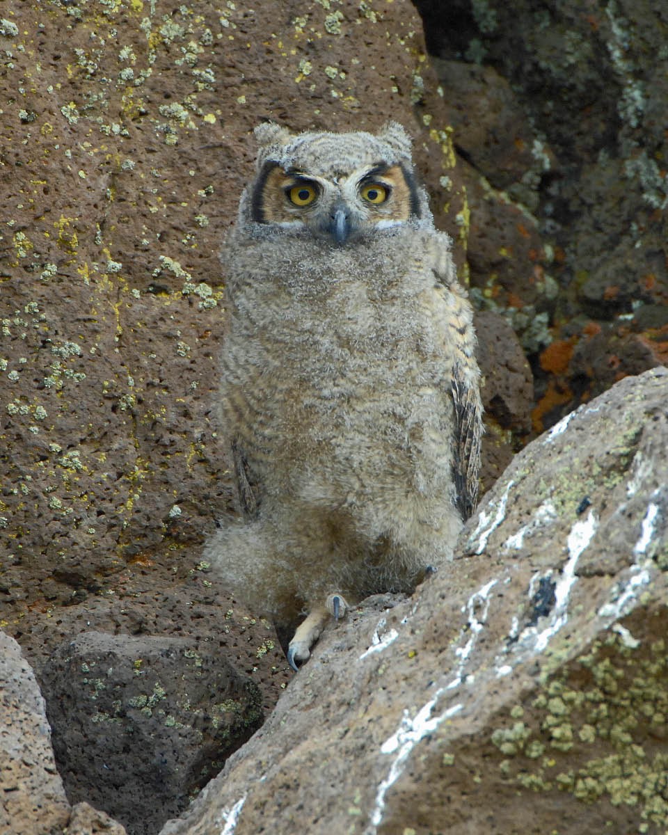 Lesser Horned Owl - Tini & Jacob Wijpkema