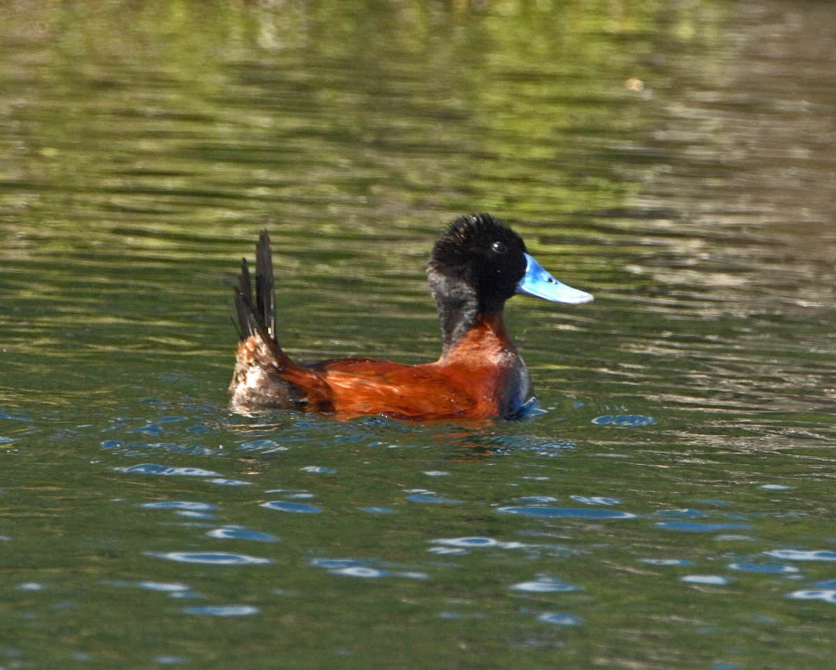 Andean Duck - ML205705371