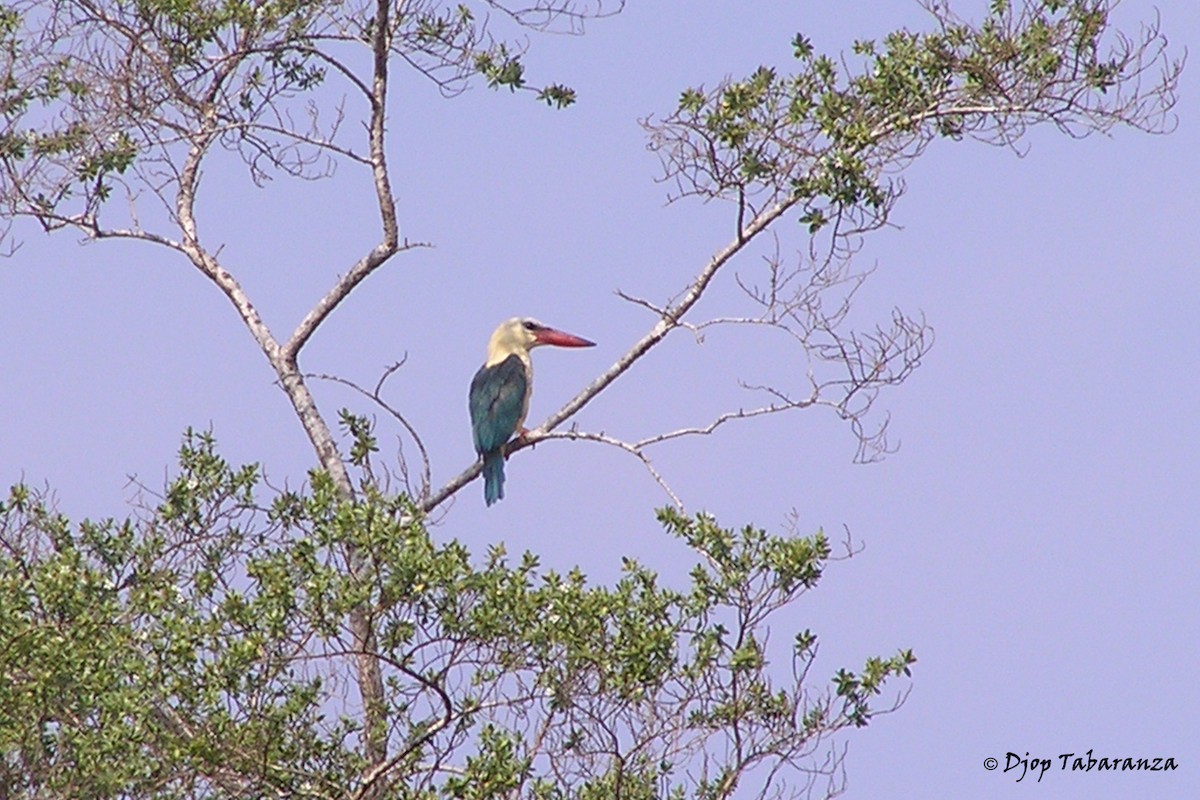 Stork-billed Kingfisher - Djop Tabaranza