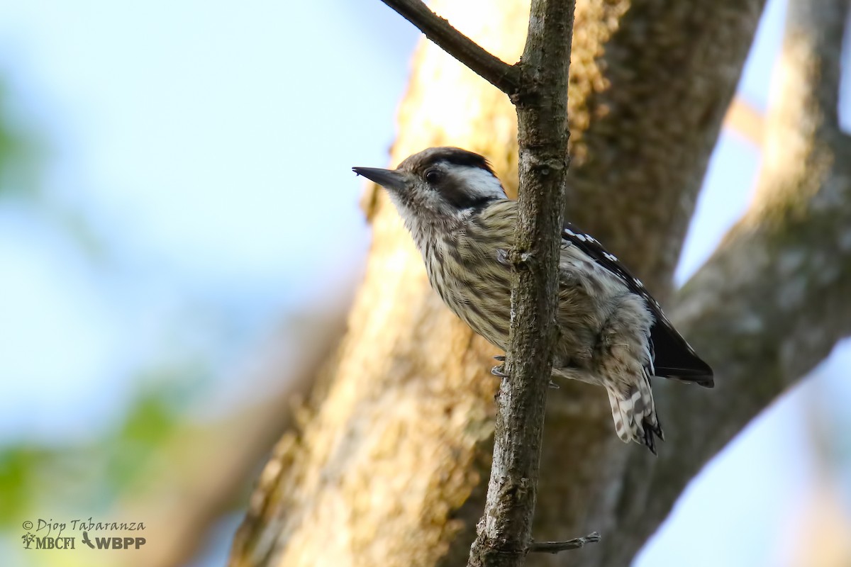 Sunda Pygmy Woodpecker - Djop Tabaranza