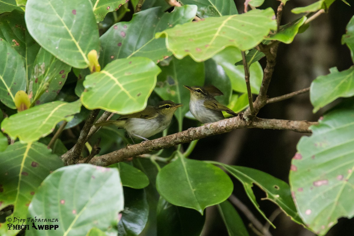 Lemon-throated Leaf Warbler - ML205705561