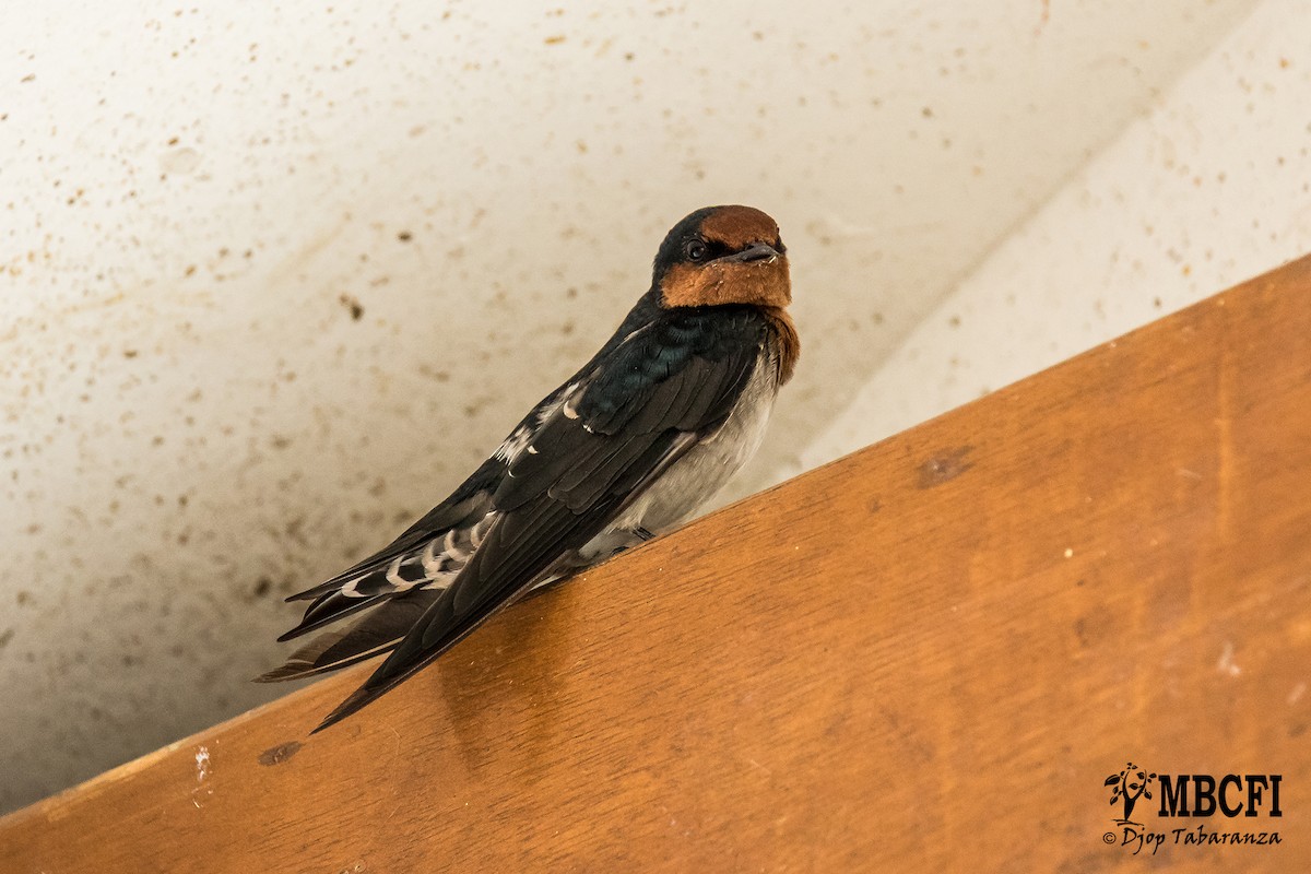 Pacific Swallow (Pacific) - Djop Tabaranza