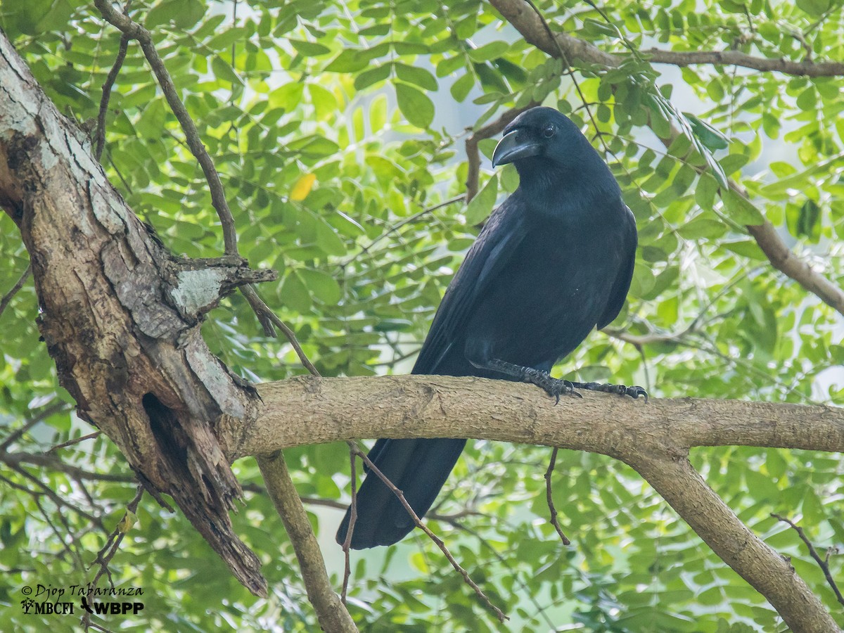 Large-billed Crow (Large-billed) - Djop Tabaranza