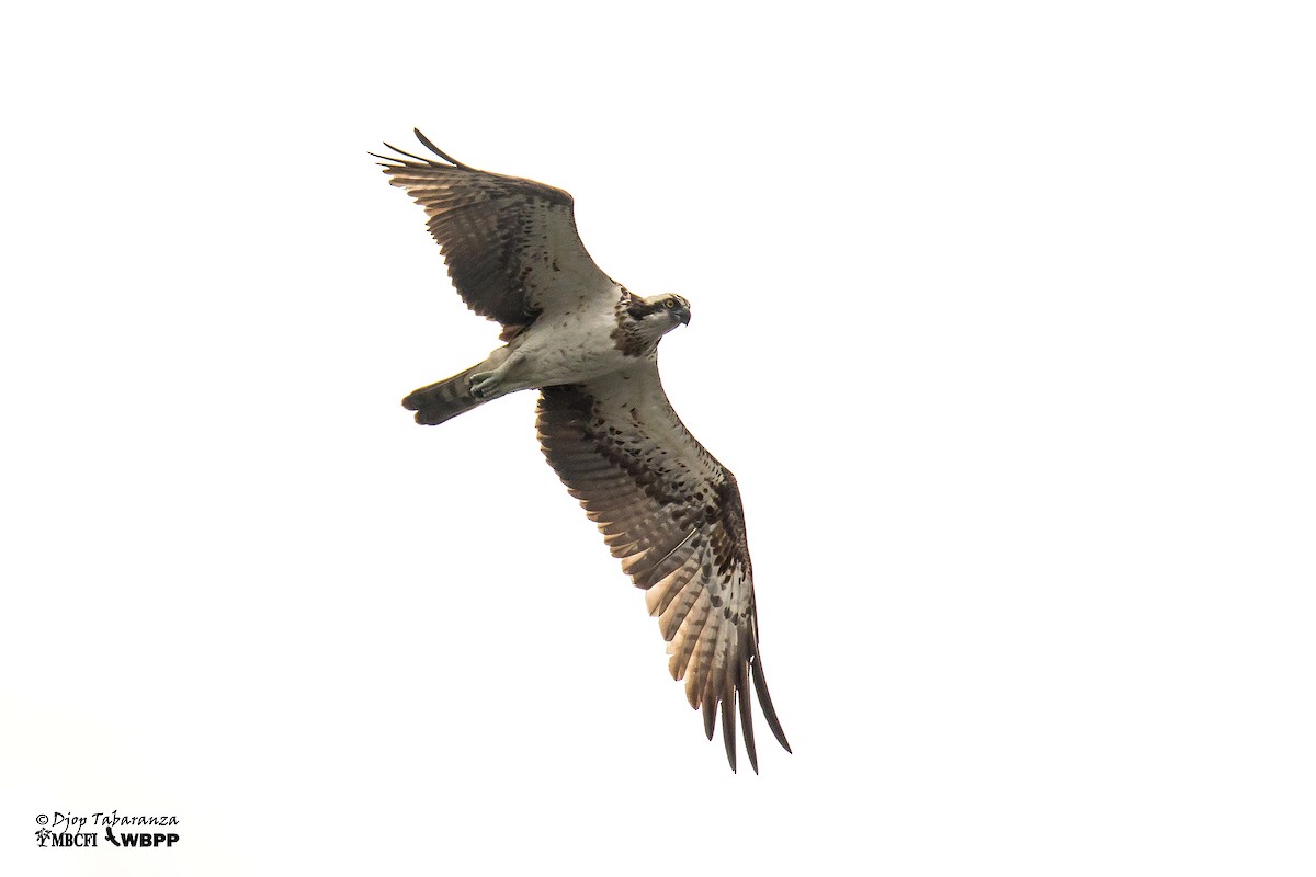 Osprey (haliaetus) - ML205705701