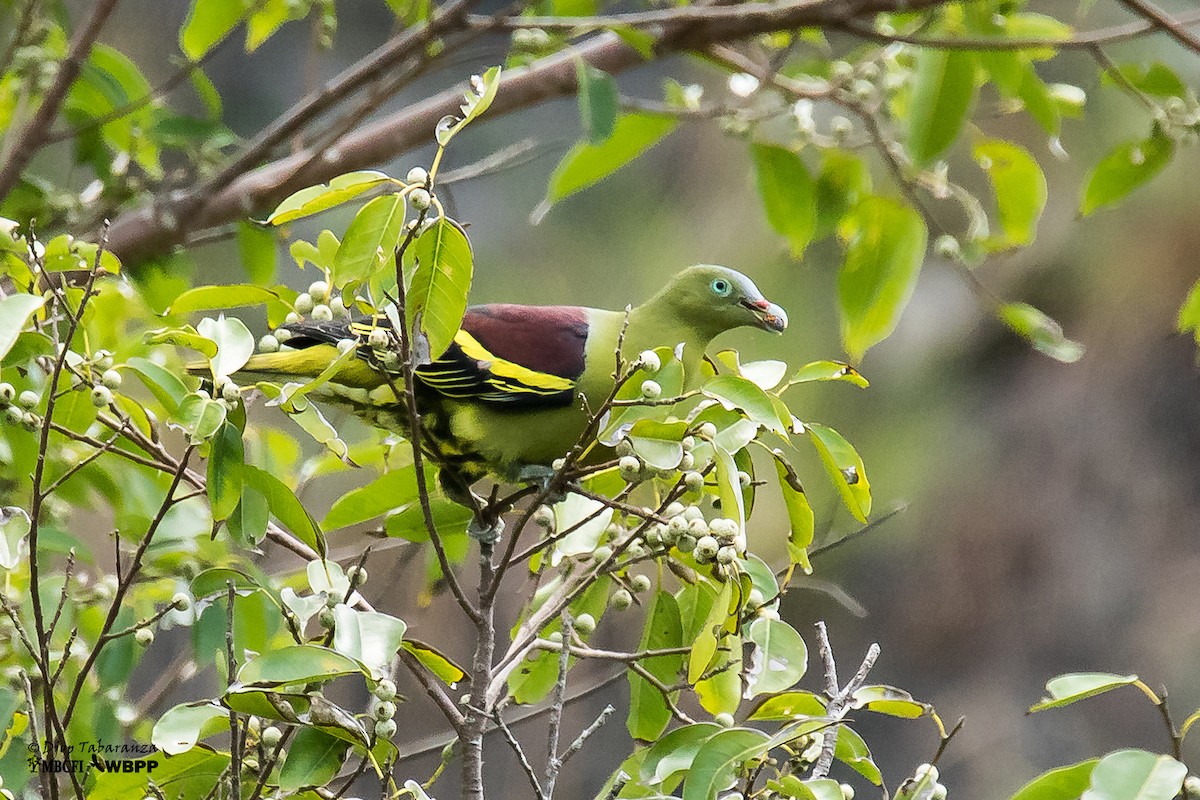 Philippine Green-Pigeon - Djop Tabaranza