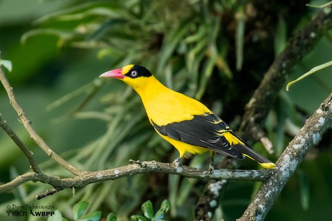 Black-naped Oriole - eBird