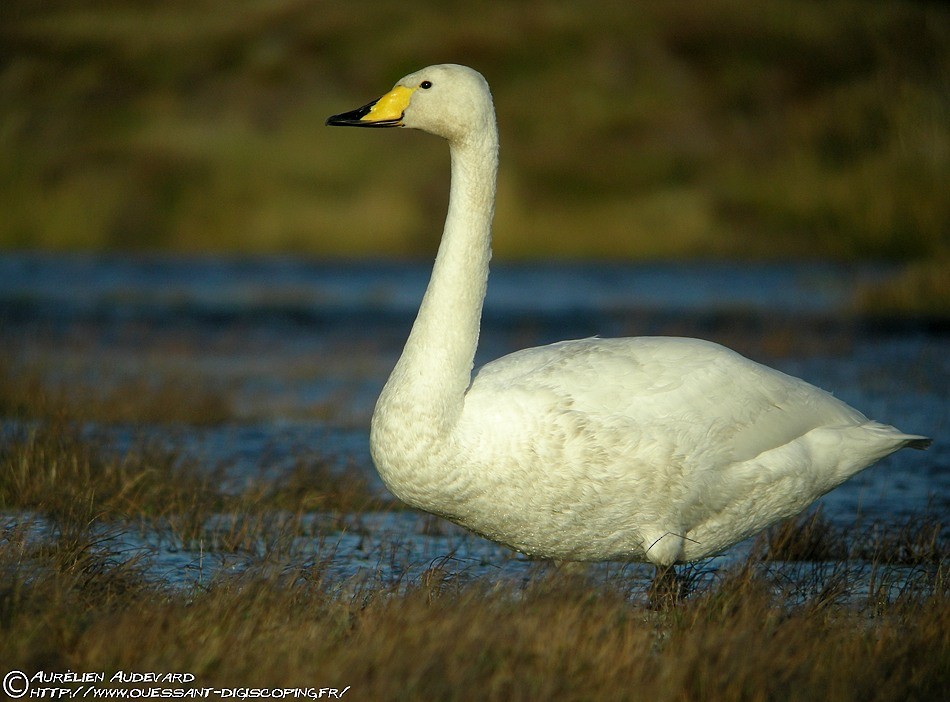 Whooper Swan - AUDEVARD Aurélien