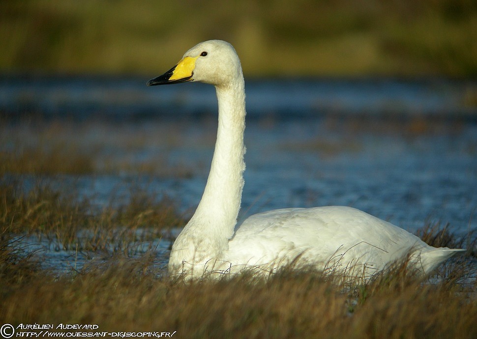 Whooper Swan - AUDEVARD Aurélien