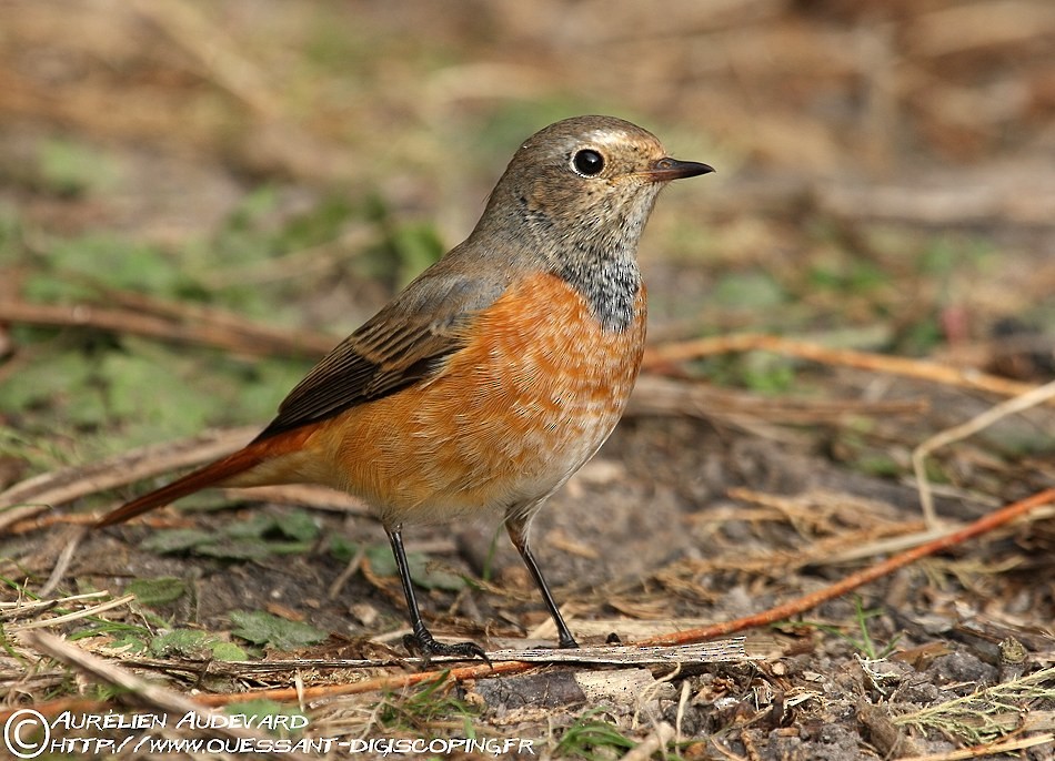 Common Redstart - AUDEVARD Aurélien