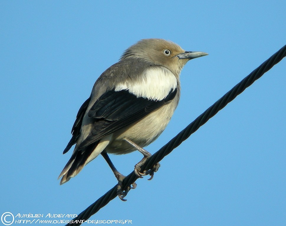 White-shouldered Starling - ML205705991