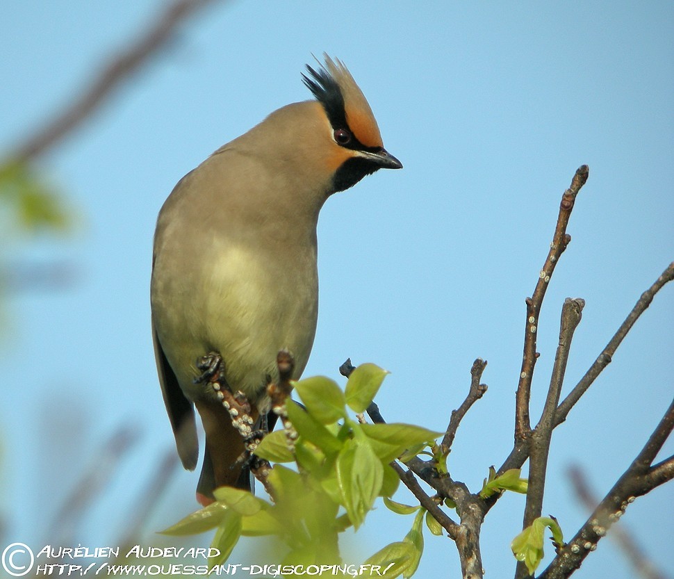 Japanese Waxwing - ML205706141