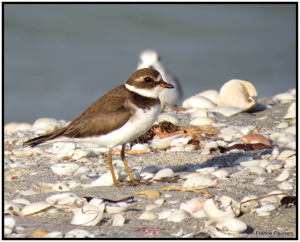Semipalmated Plover - France Paulsen