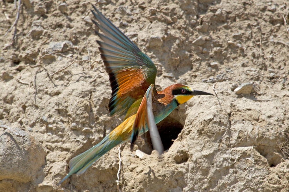 European Bee-eater - Kristof Zyskowski