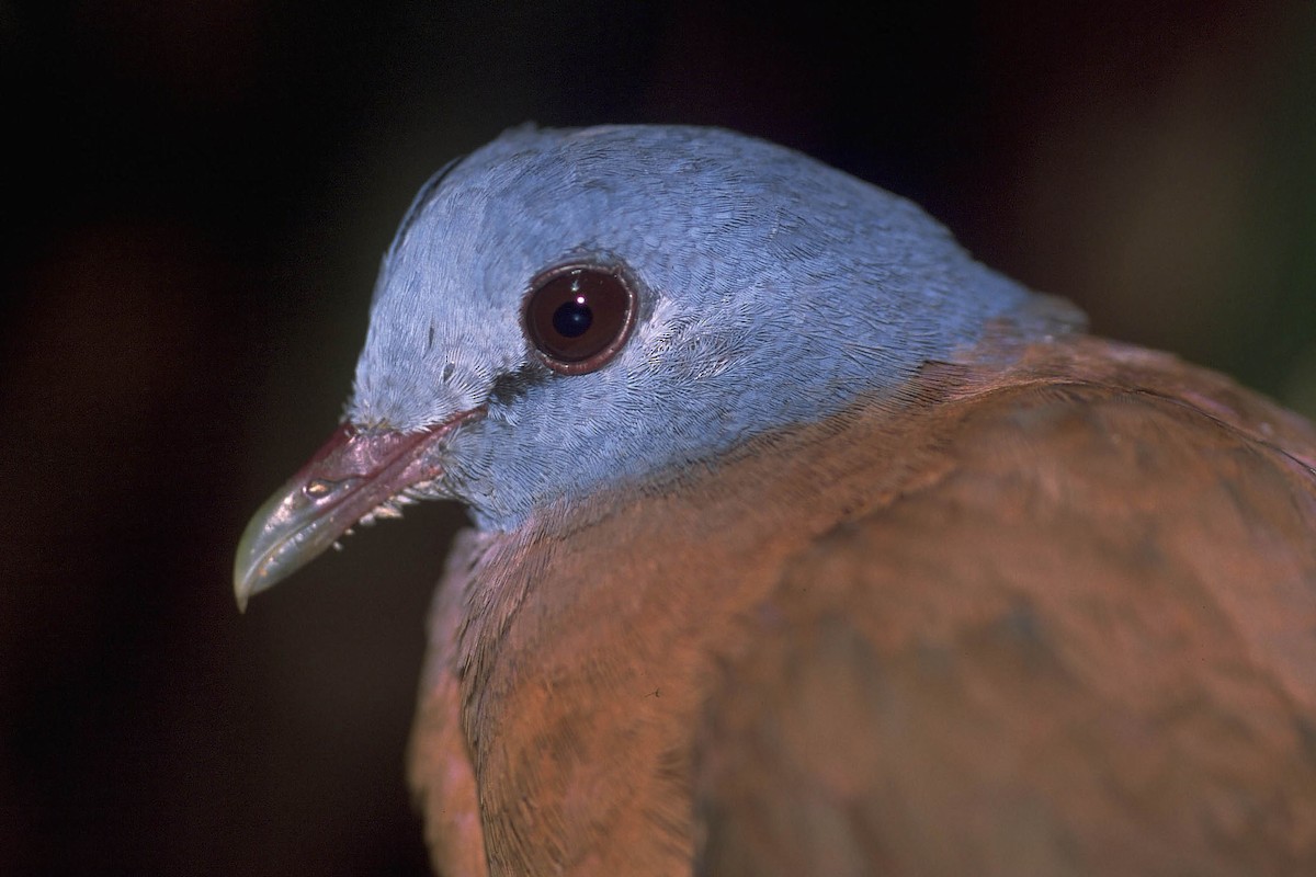 Blue-headed Wood-Dove - ML205706591