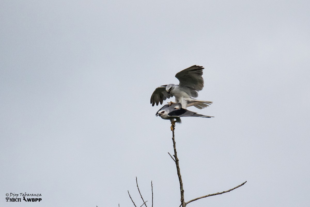 Black-winged Kite (Asian) - Djop Tabaranza
