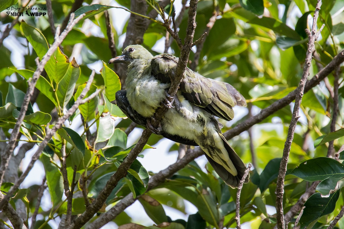 Whistling Green-Pigeon (Taiwan) - Djop Tabaranza
