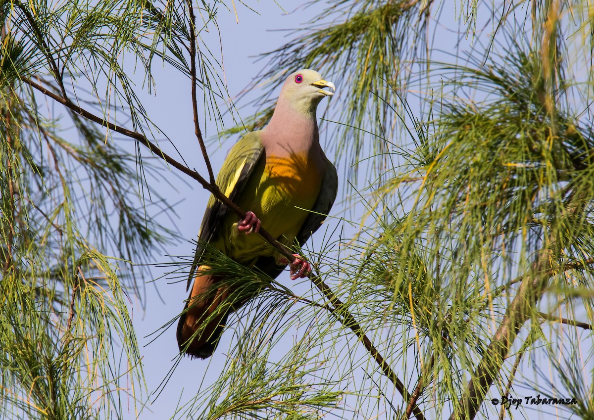 Pink-necked Green-Pigeon - Djop Tabaranza