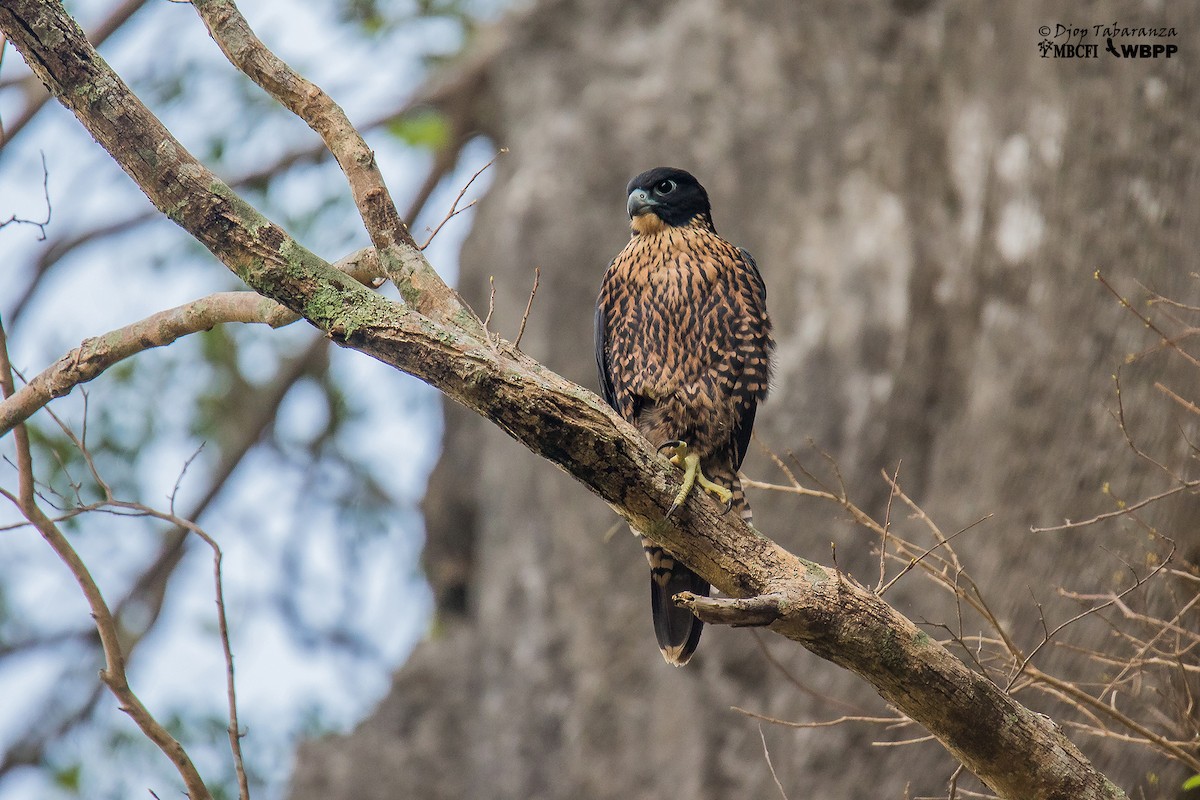 Peregrine Falcon (Indo-Pacific) - Djop Tabaranza
