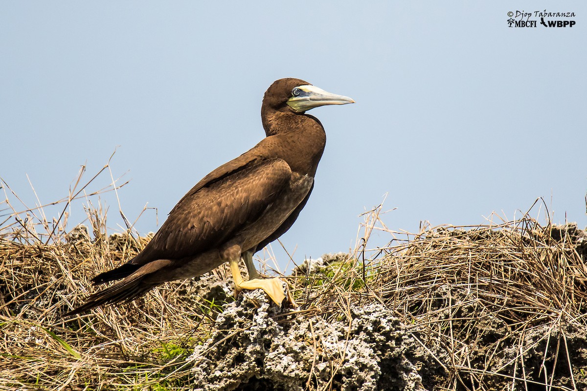 Brown Booby (Forster's) - Djop Tabaranza