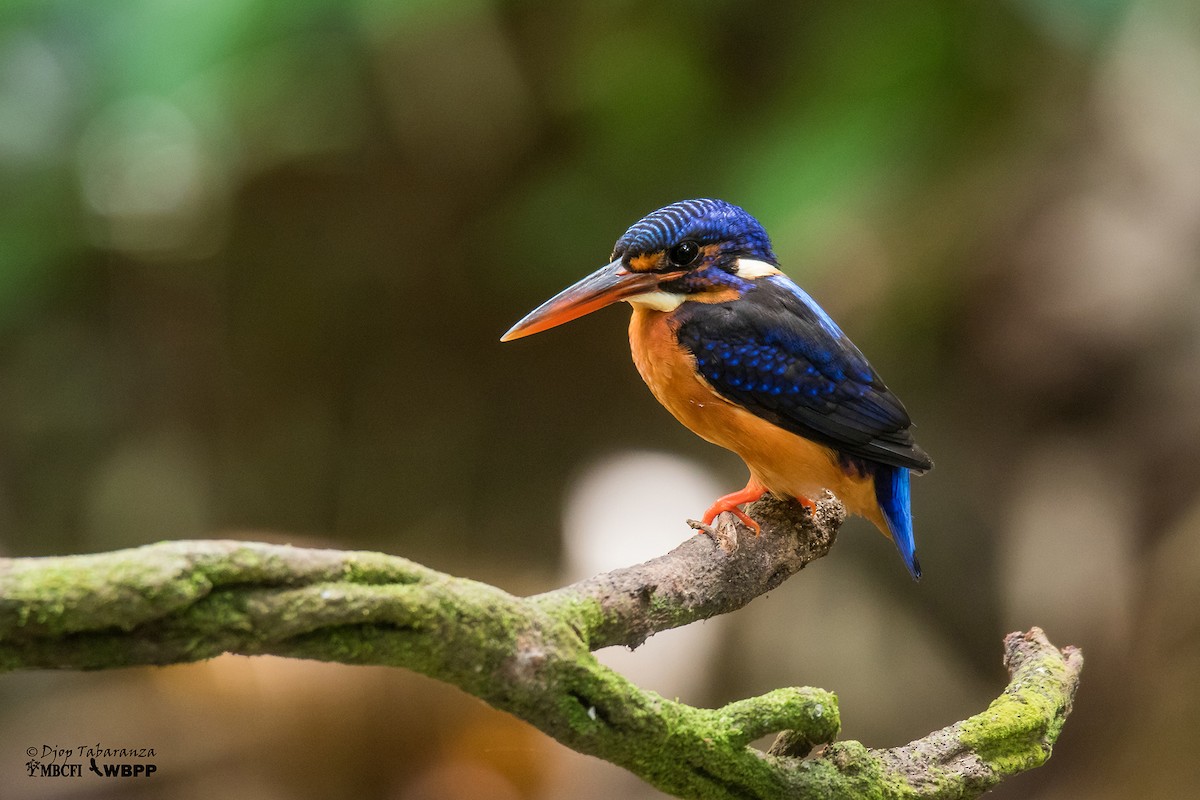 Blue-eared Kingfisher - Djop Tabaranza