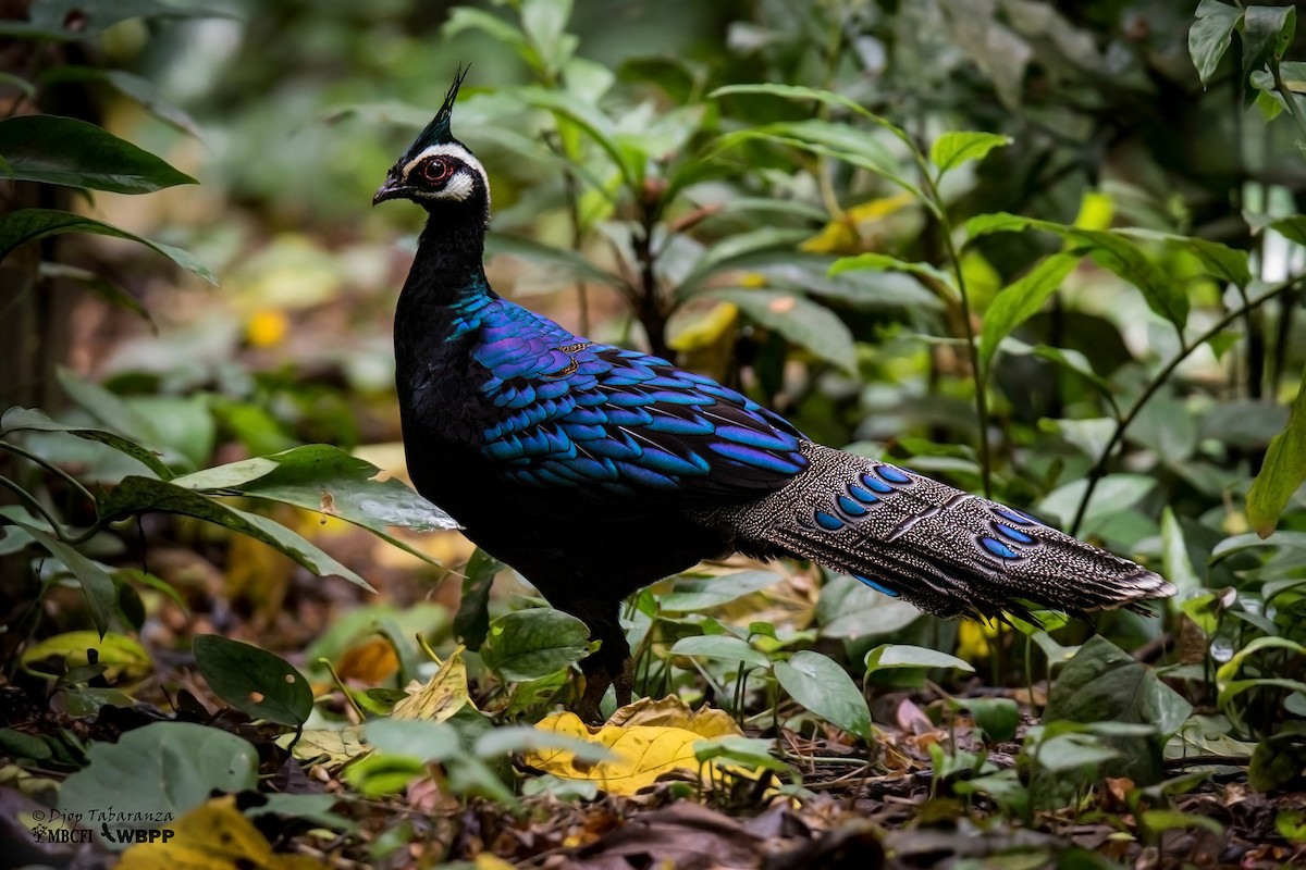 Palawan Peacock-Pheasant - Djop Tabaranza