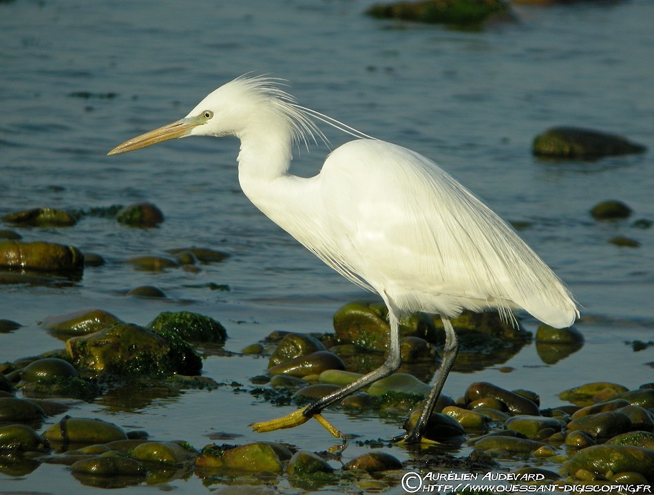 Chinese Egret - AUDEVARD Aurélien