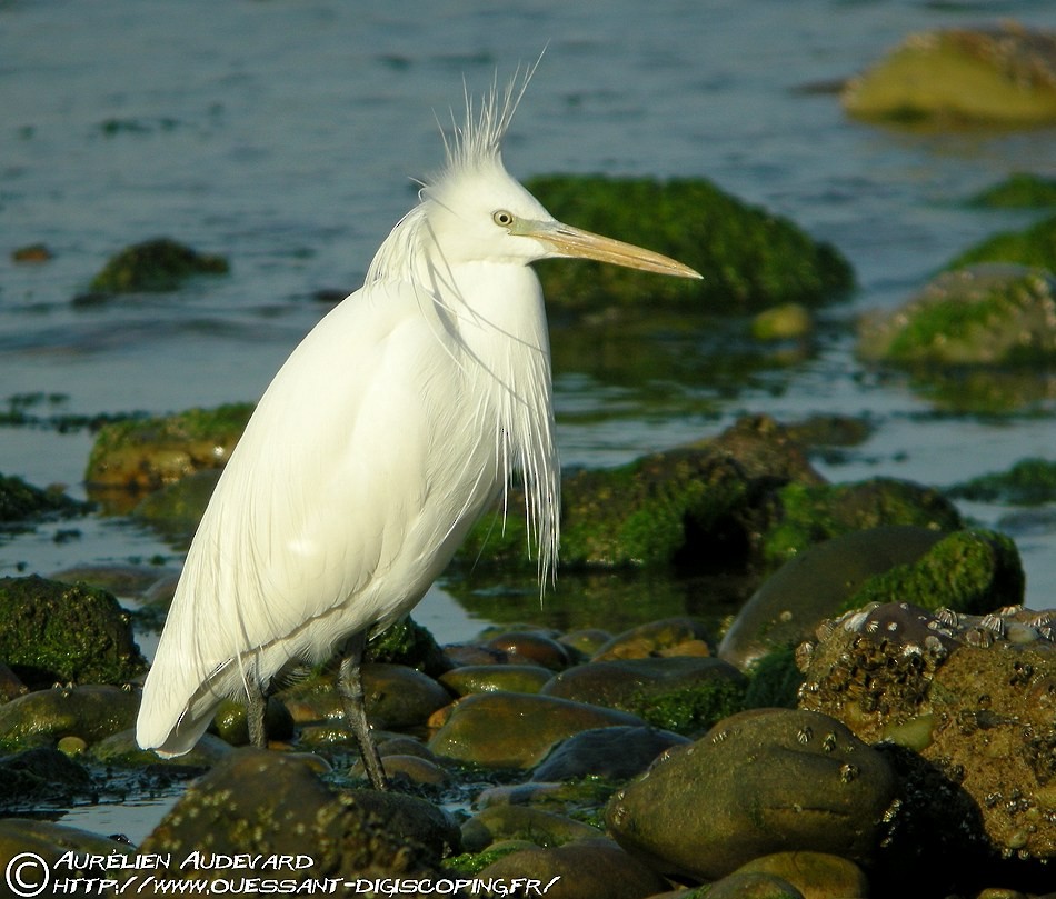 Chinese Egret - AUDEVARD Aurélien