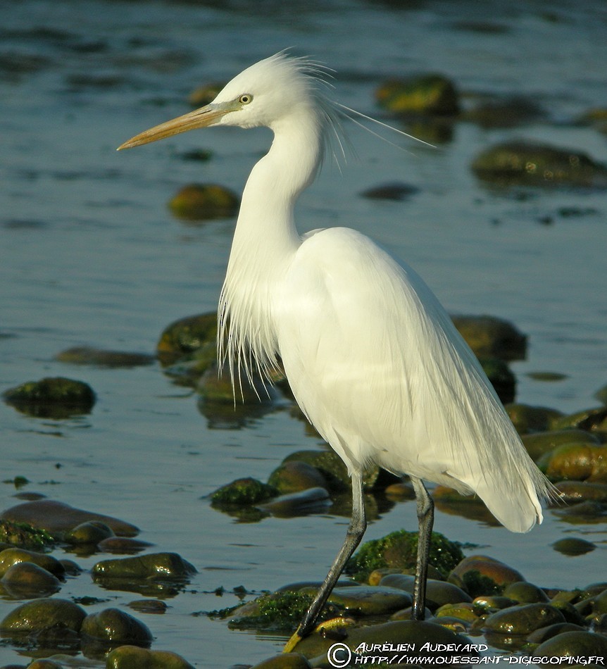 Chinese Egret - ML205707971