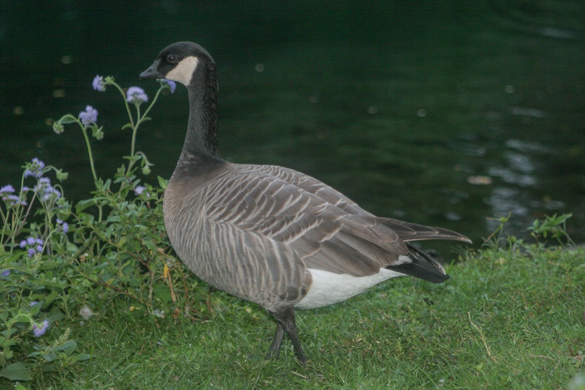 Cackling Goose (minima) - Kristof Zyskowski
