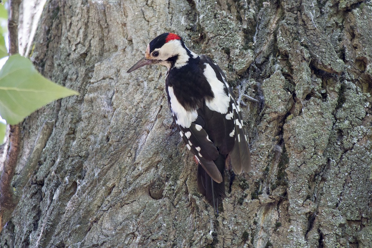 Syrian Woodpecker - Kristof Zyskowski