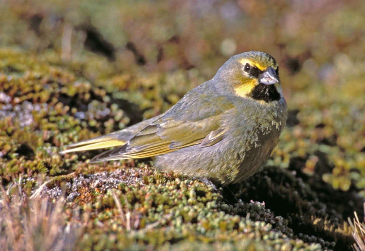 Yellow-bridled Finch (Yellow-tailed) - Tini & Jacob Wijpkema