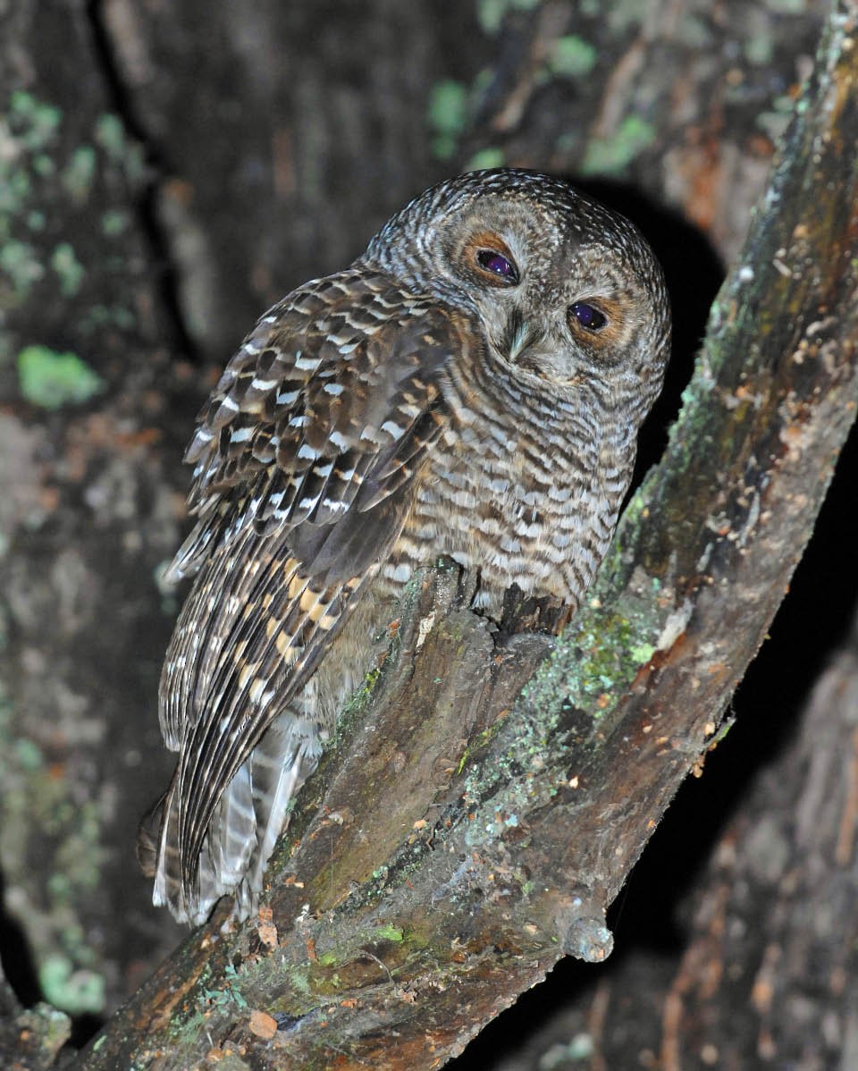 Rufous-legged Owl - ML205708851