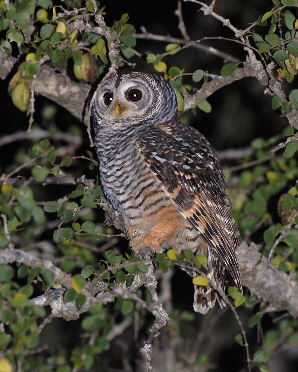 Chaco Owl - ML205708861