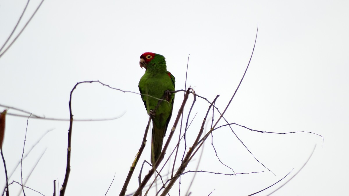 Red-masked Parakeet - ML205709301