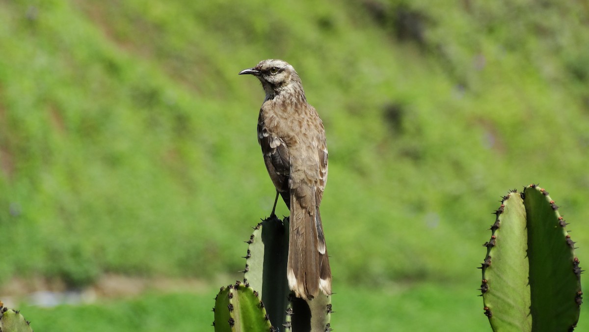 Long-tailed Mockingbird - Helbert Noventa