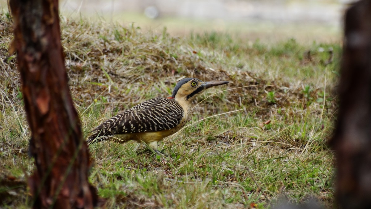 Andean Flicker (Southern) - ML205709381