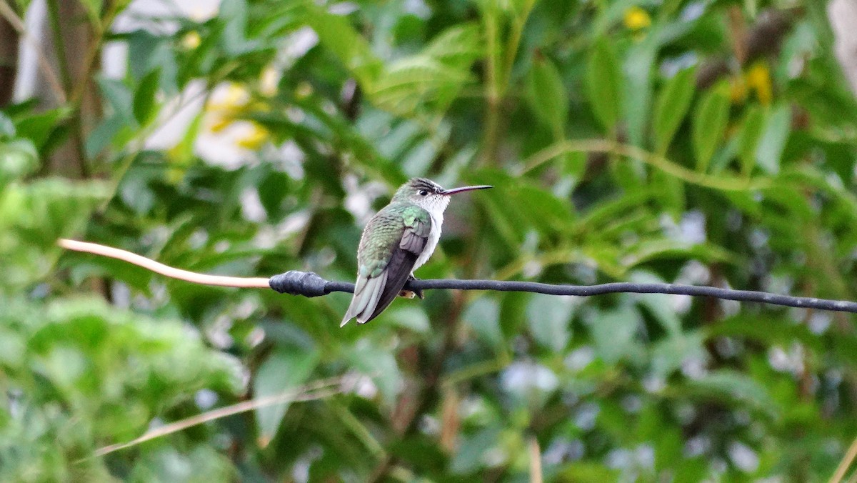 White-bellied Hummingbird - ML205709411