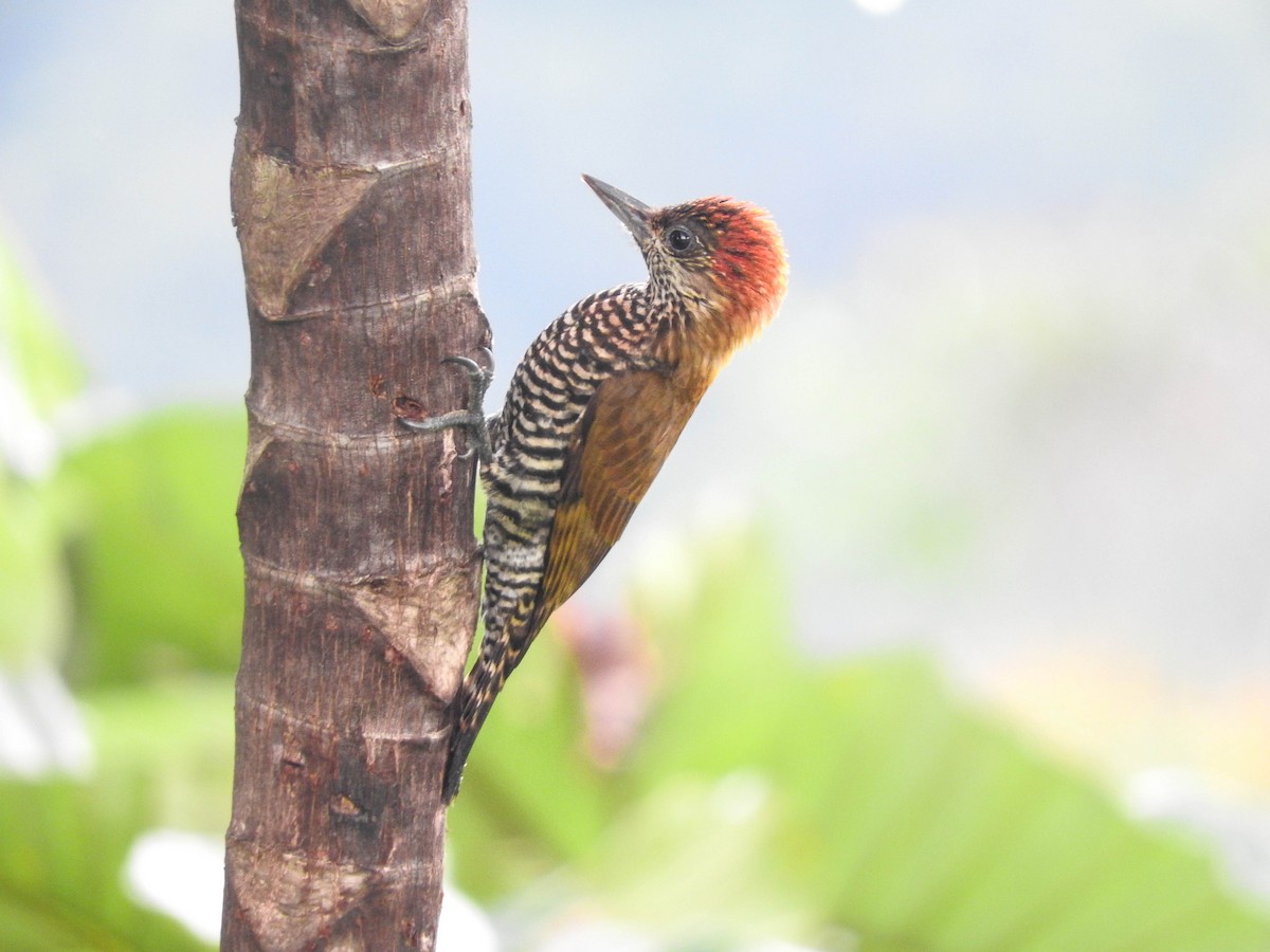 Choco Woodpecker - ML205709721