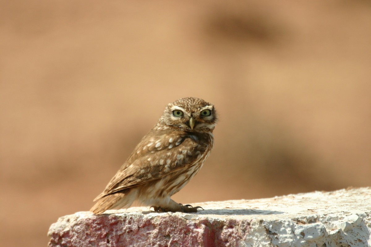 Little Owl (Little) - ML205709771