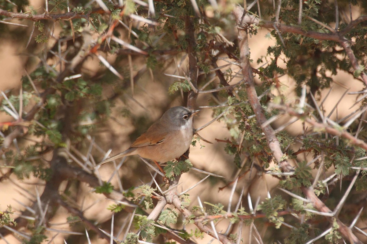 Spectacled Warbler - ML205709781