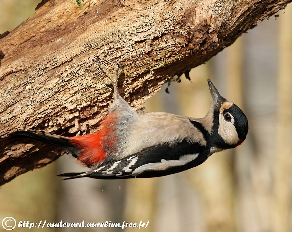 Great Spotted Woodpecker (Great Spotted) - AUDEVARD Aurélien