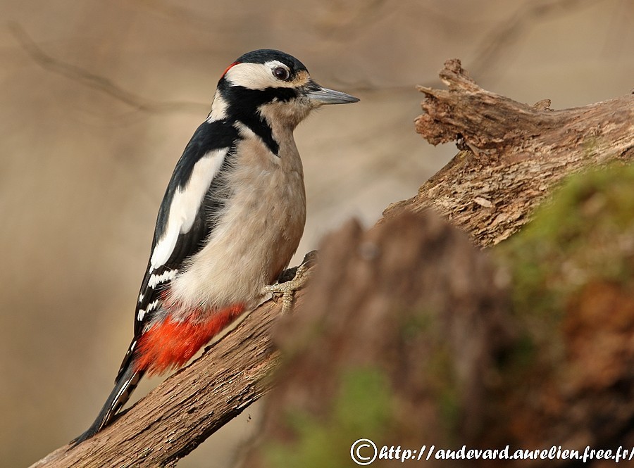 Great Spotted Woodpecker - AUDEVARD Aurélien