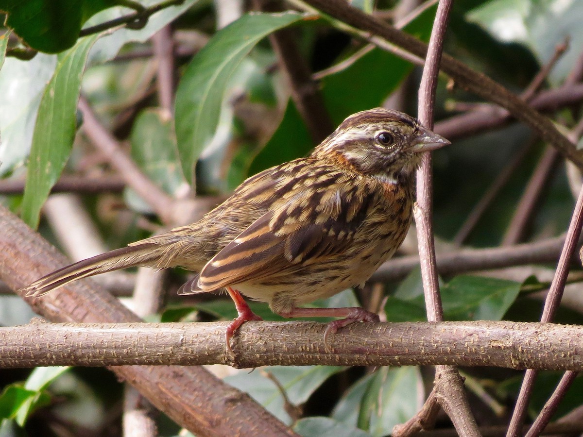 Rufous-collared Sparrow - John van Dort