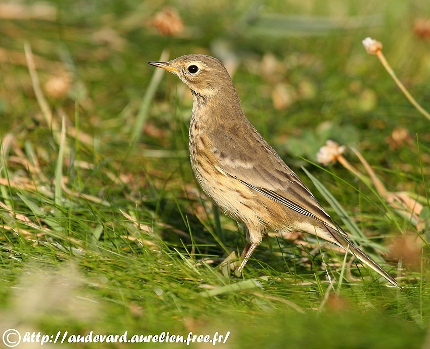 American Pipit (rubescens Group) - ML205710261