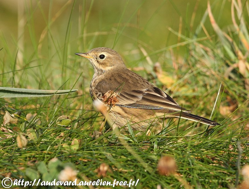 American Pipit (rubescens Group) - ML205710271
