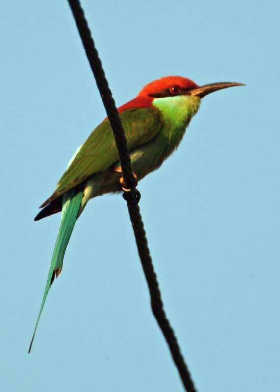 Rufous-crowned Bee-eater - Tini & Jacob Wijpkema