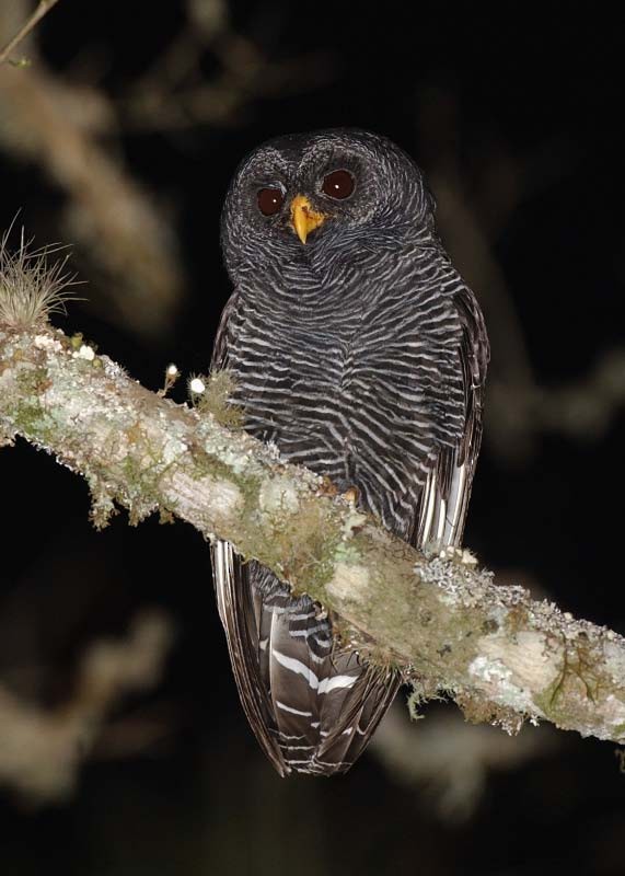 Black-banded Owl - ML205710461